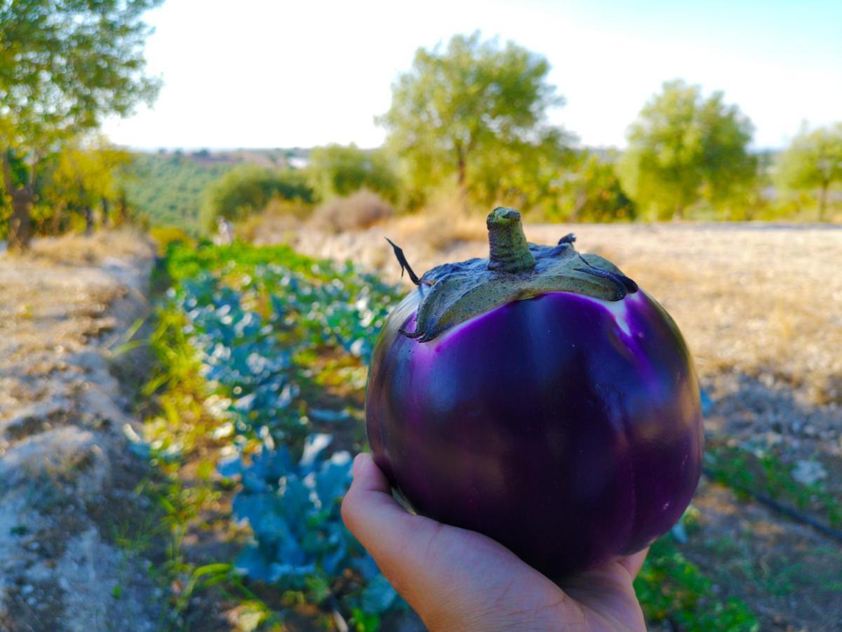 Villa Mennuli&Alivi - Organic Farm Noto Exterior foto